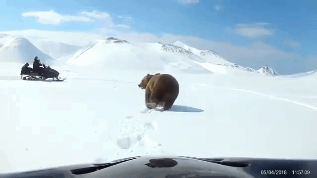 Snowmobilers Encounter a Bear