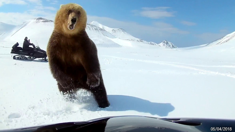 snowmobilers-encounter-a-bear.jpg