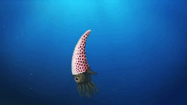 Squid Shell