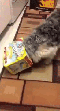 Worgie Dog Box