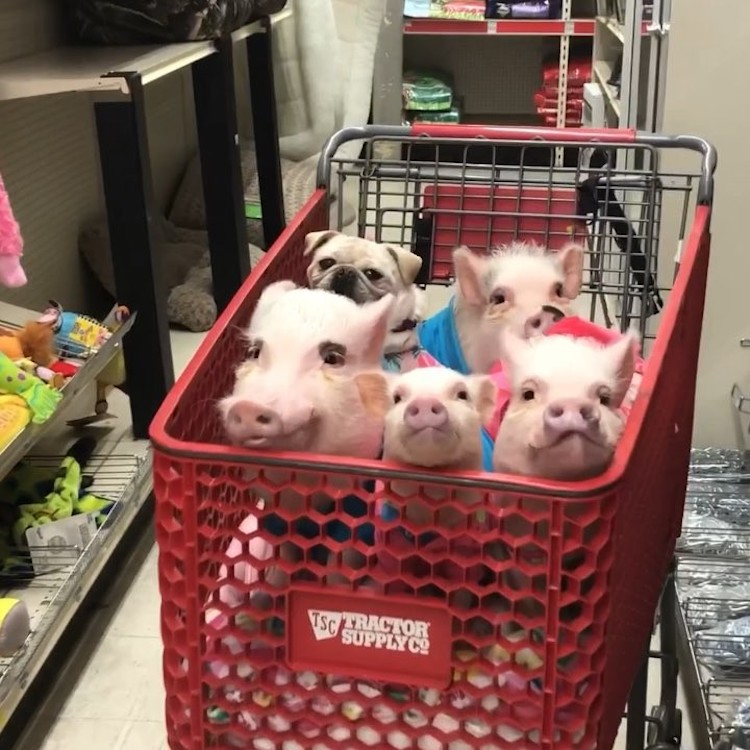 4 Pigs and a Pug