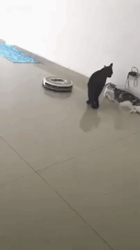 Cat Casually Deflects Roomba