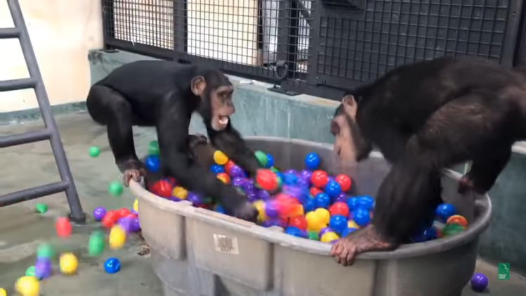 Chimpanzees Play in Ball Pit