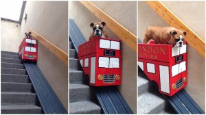 English Bulldog Takes London Bus Stair Lift