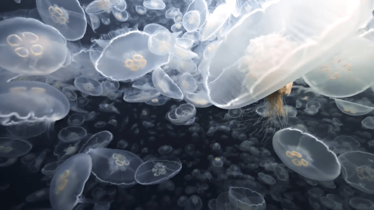 Chilling Footage of Thousands of Moon Jellies Descending Upon Alaskan ...