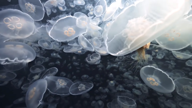 Jellyfish Swarm