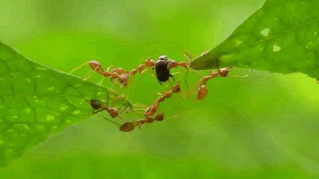 Ants Carrying an Aphid