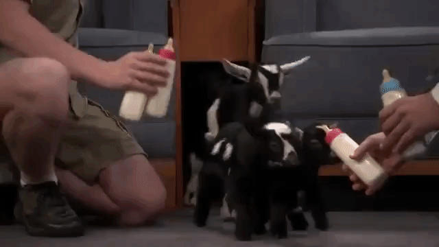 Baby Goat Feeding Time Fallon Irwin