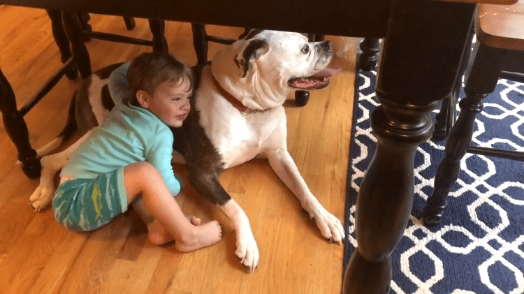 Boy Comforts Bulldog