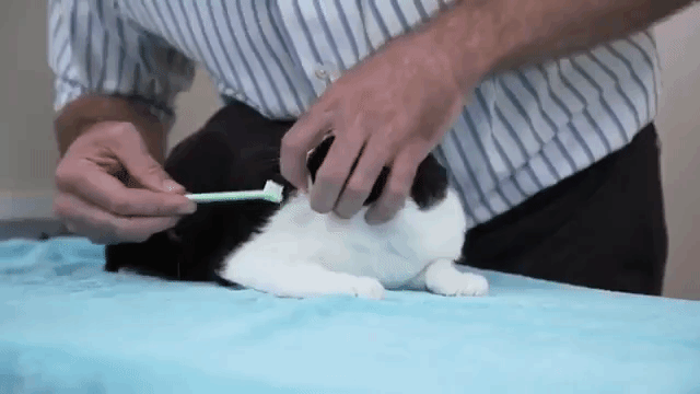 Brushing Cats Teeth