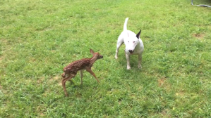 Bull Terrier and Fawn
