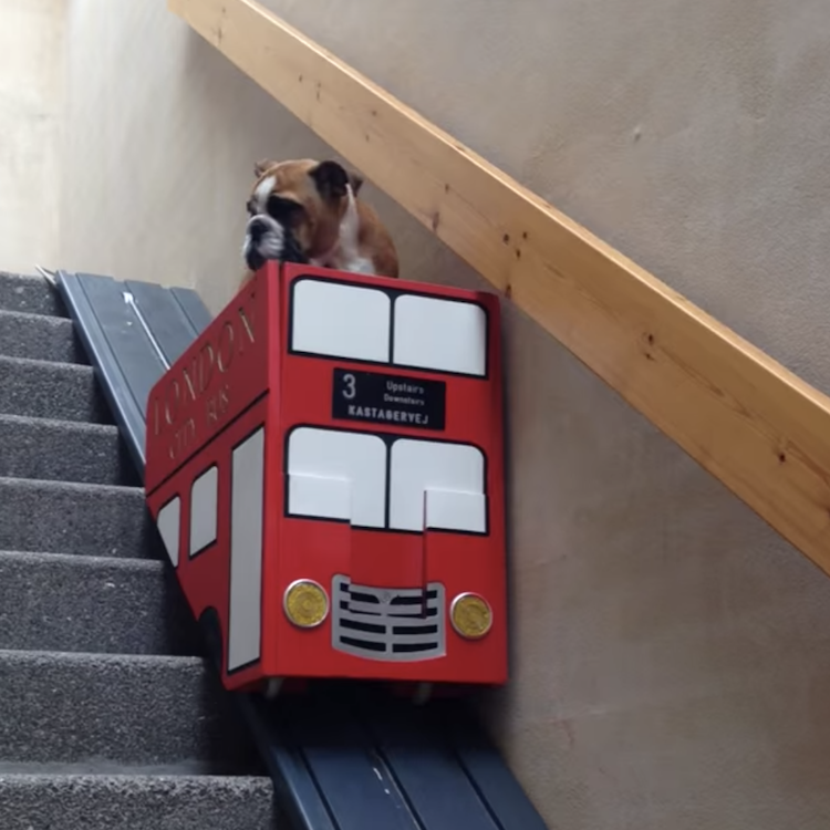 An English Bulldog Puppy Cruises Downstairs in a Modified