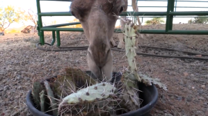 Camel Eating Cactus