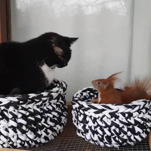 Cat and Red Squirrel