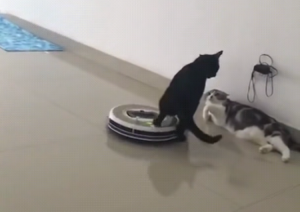 Cat Deflects Roomba