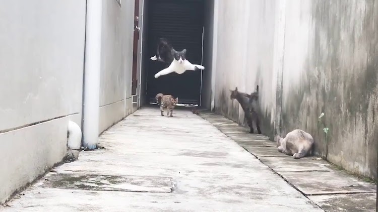 Cat Leaping Over Others AWOLNATION Run