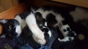 Cat With Kittens Paris Zarcilla