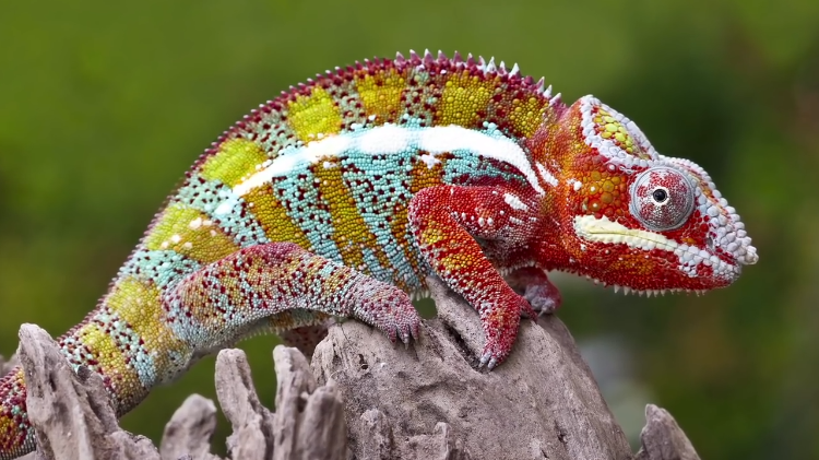 chameleon-nanotechnology.png