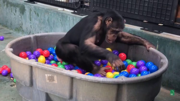 chimp-in-ball-pit-e1527175713801.jpg