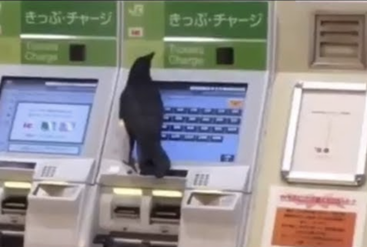 crow-buys-train-ticket.png