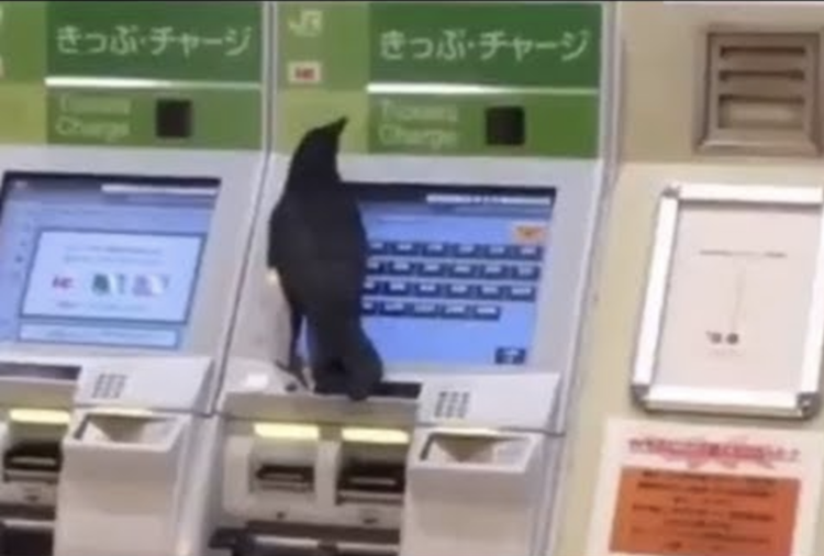 Crow Tries to Buy Train Ticket