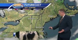 Dog Walks Across Weather Map