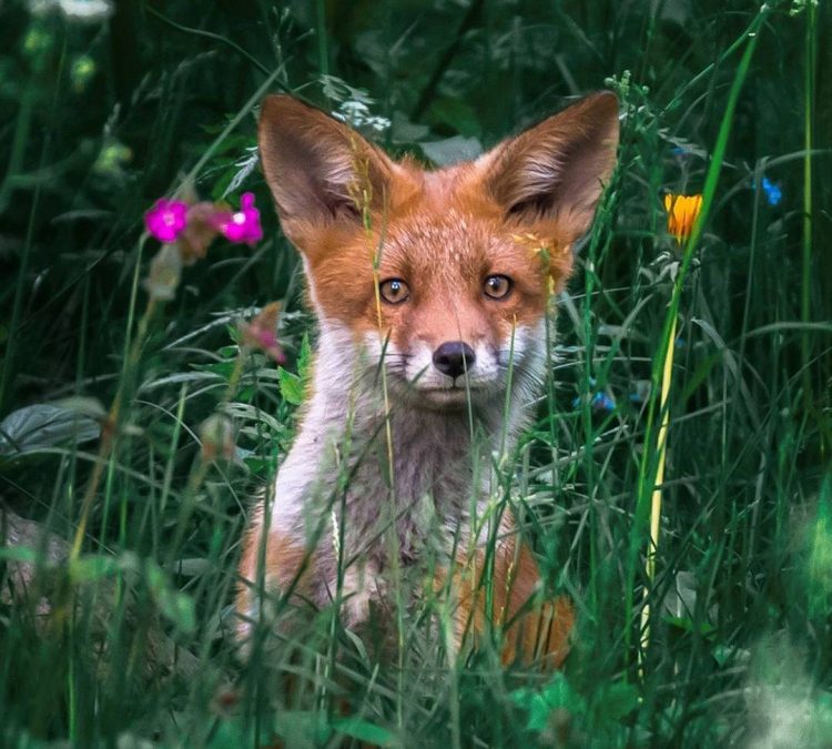 Fox in Grass
