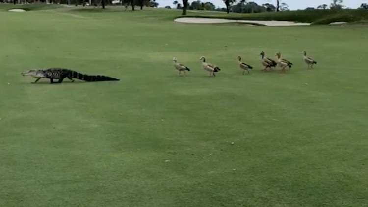 Geese Chasing Alligator PGA Christies Critters