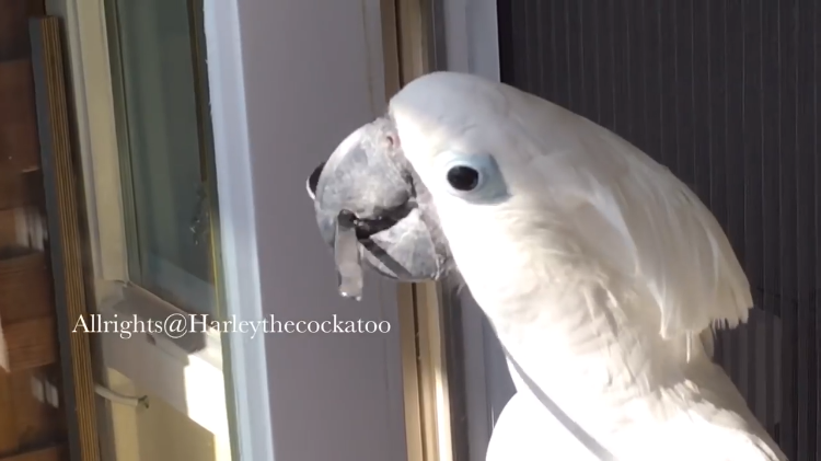 harley-the-cockatoo-spinning-spoon.png