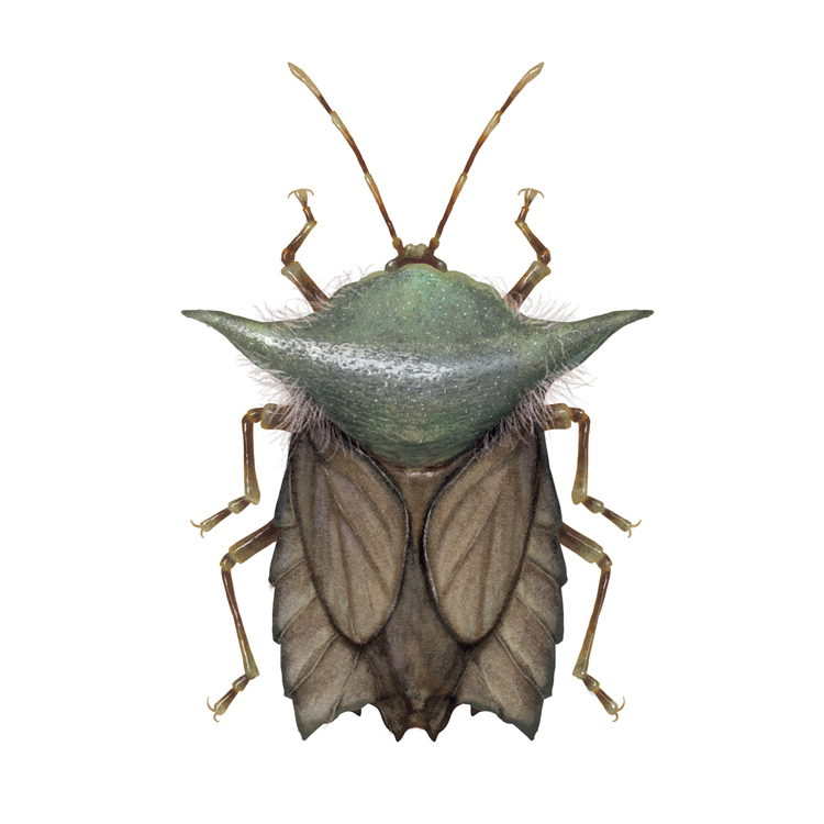 Insects Illustrated as Star Wars Characters