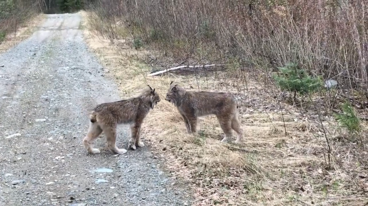 lynx-butt-heads.png