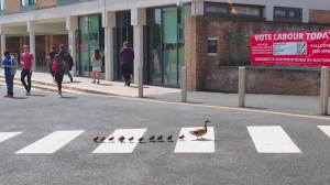 Mother and 11 Ducklings Uses Zebra Crosswalk