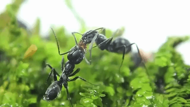 Mutual Ants