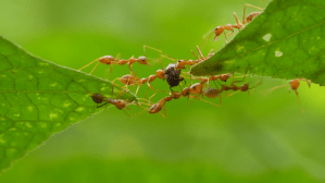 Mutuality Amongst Ants