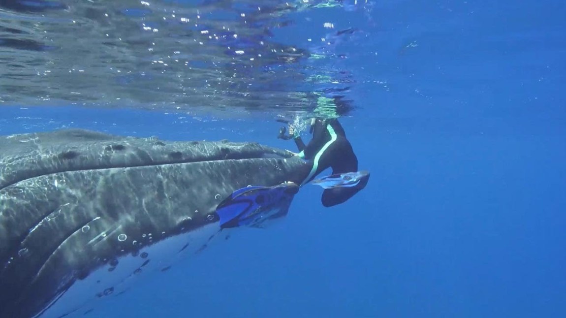 Nan Hauser Snorkerler Protected by Whale