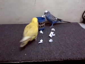 Parrots Cleaning
