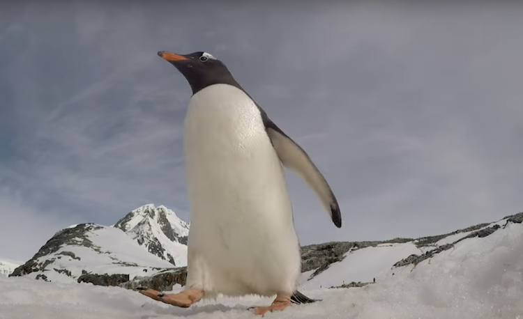 penguin-camera.png