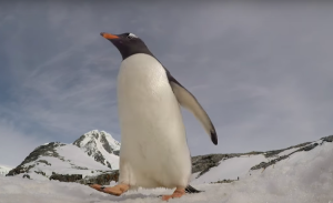 Penguin Camera
