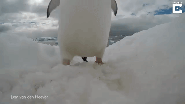 Penguins Knock Down Cameras