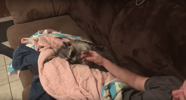 Petting Raccoon