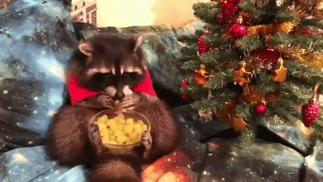 Raccoon Eating Grapes