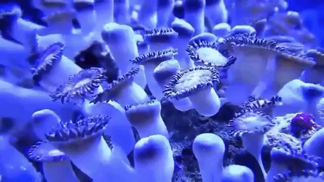 Reef Lapse