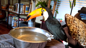 Ripley Toucan Cleaning Beak
