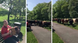 Serenading Cows With Accordion