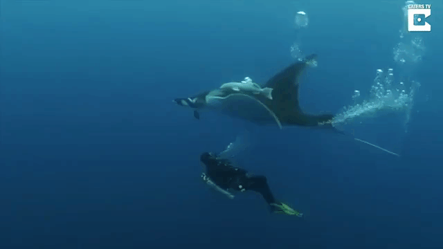 Swimming Alongside Manta Rays