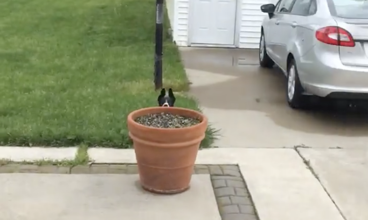 tash-the-dog-ears-behind-flowerpot.png