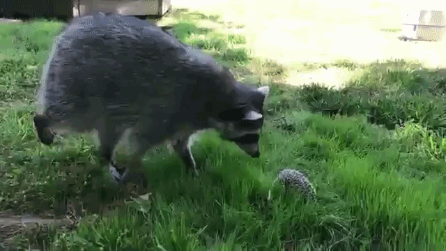 Tito Racoon and Hedgehog Theo