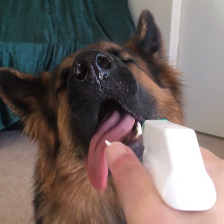 dog spray bottle