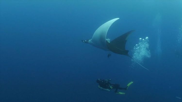 william-drumm-manta-ray-isla-socorro.jpg