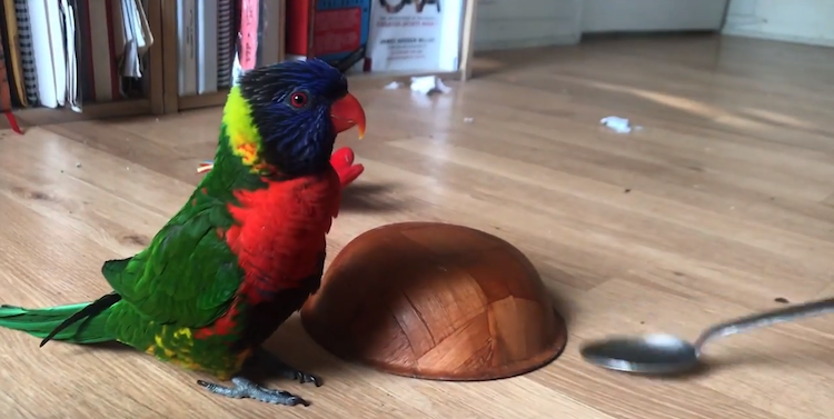 Angel the Lorikeet Spoon